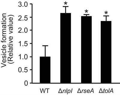 Incorporation of Plasmid DNA Into Bacterial Membrane Vesicles by Peptidoglycan Defects in Escherichia coli